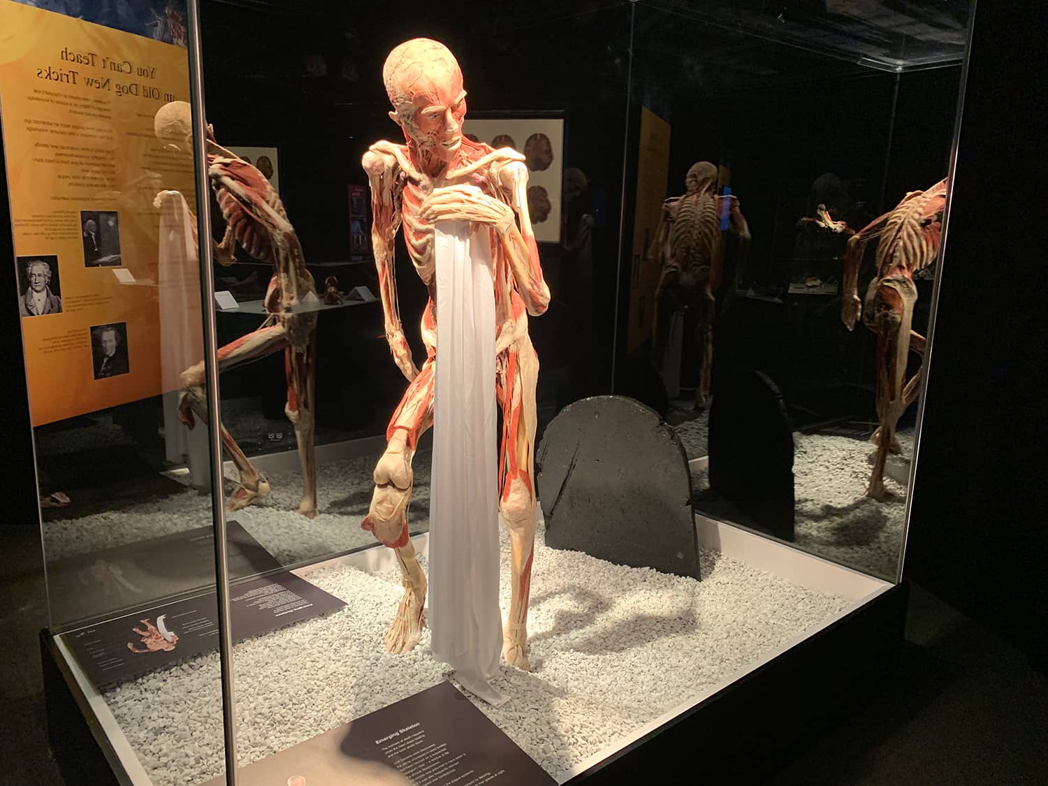 Human Body & Health Zone