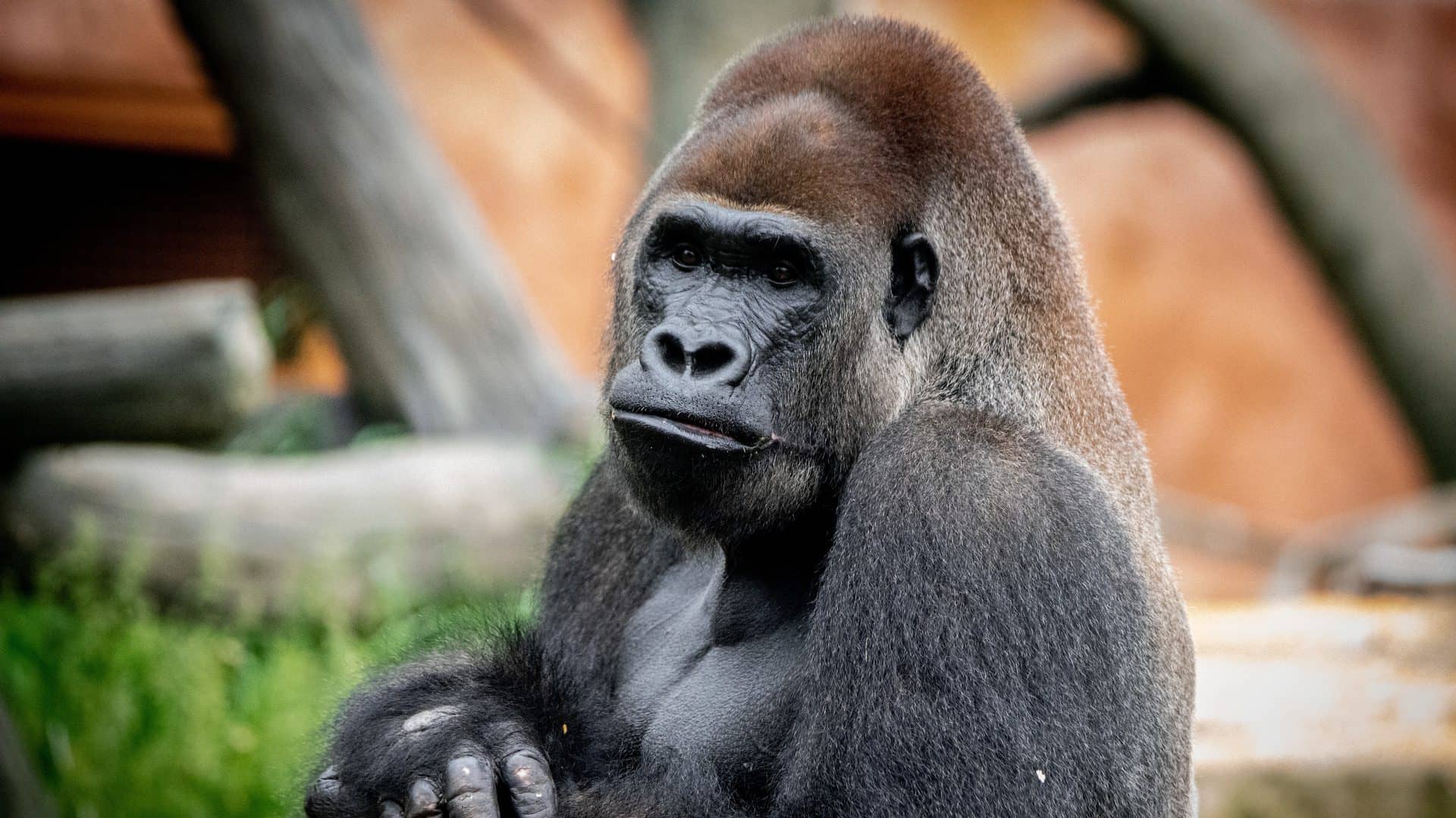 Western Lowland Gorillas