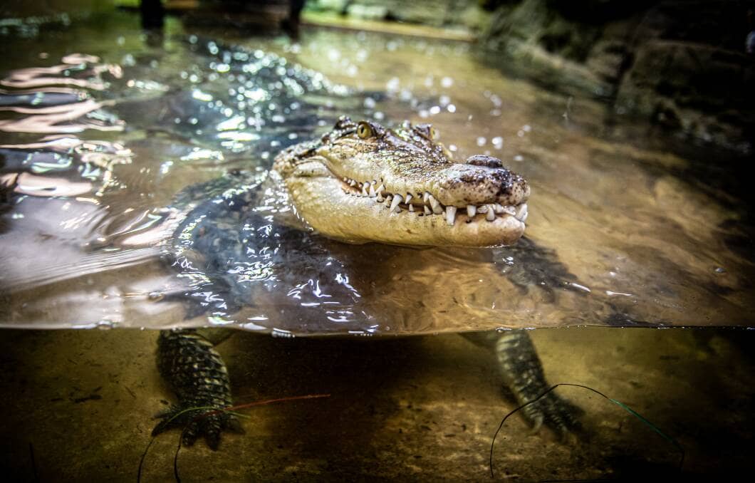 Crocodile Feeding