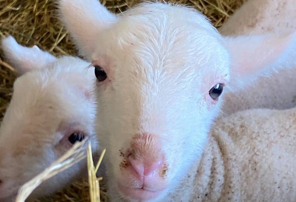 Baby Sheep Encounters