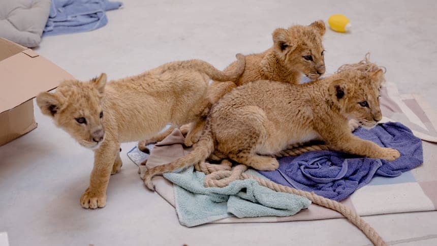 Playful Cubs