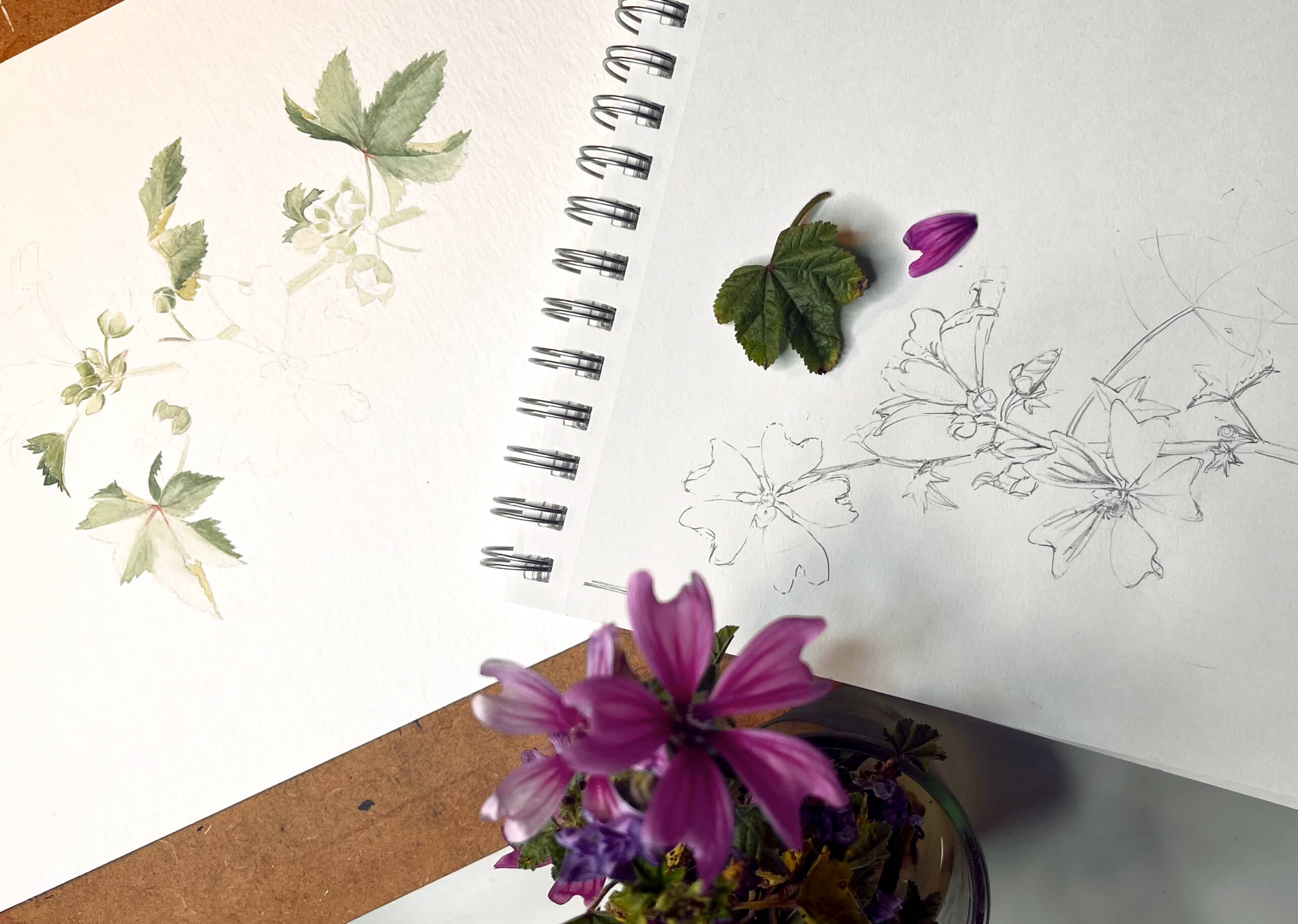 Iara Chapuis Botanical Drawings