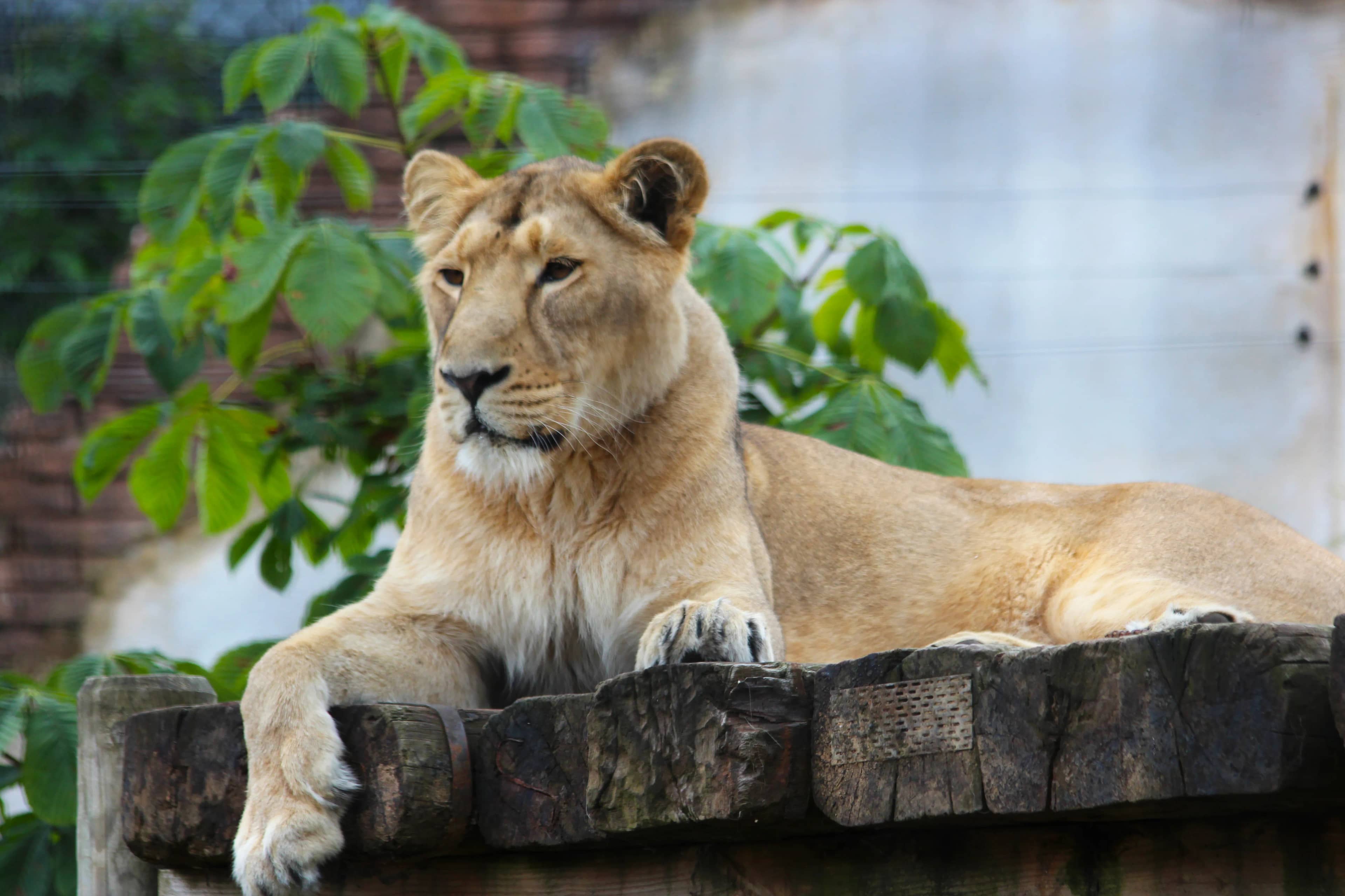 Animal Encounters