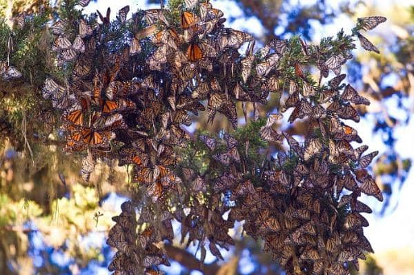 Monarch Butterfly Sanctuary