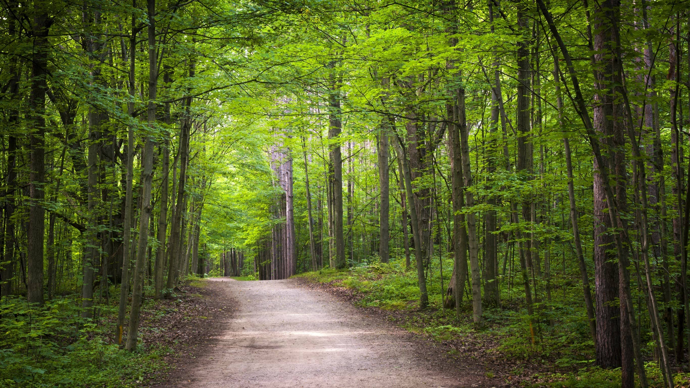 Woodland Walks