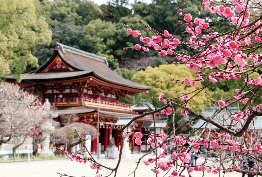 Plum Blossoms