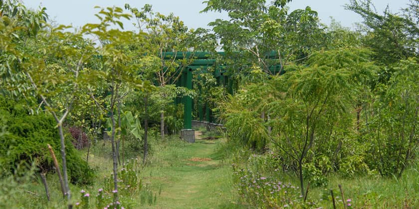 Native Flora Gardens