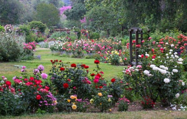 Rose Garden