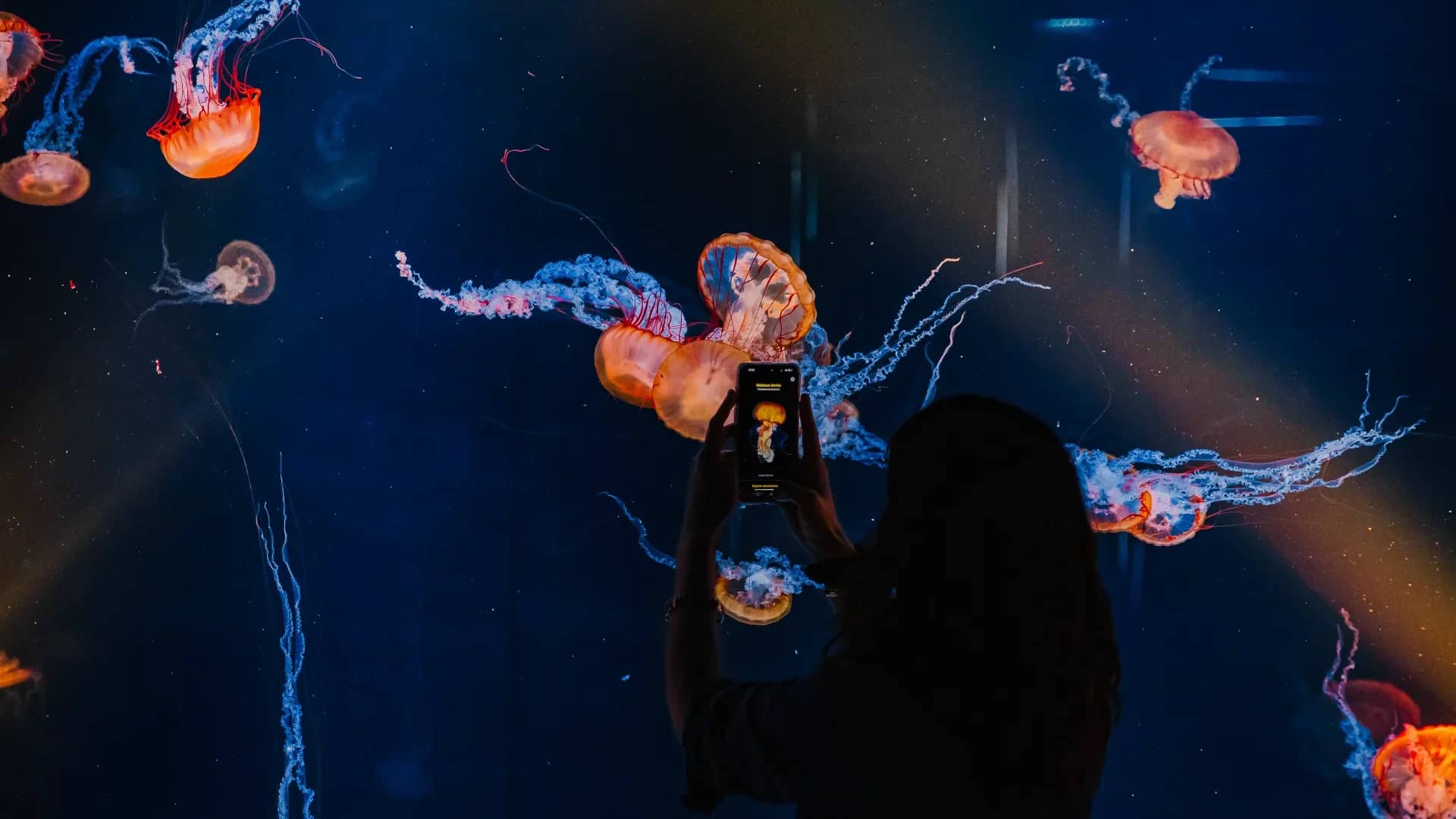Jellyfish Exhibition