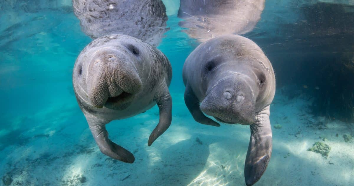 Manatee Encounters