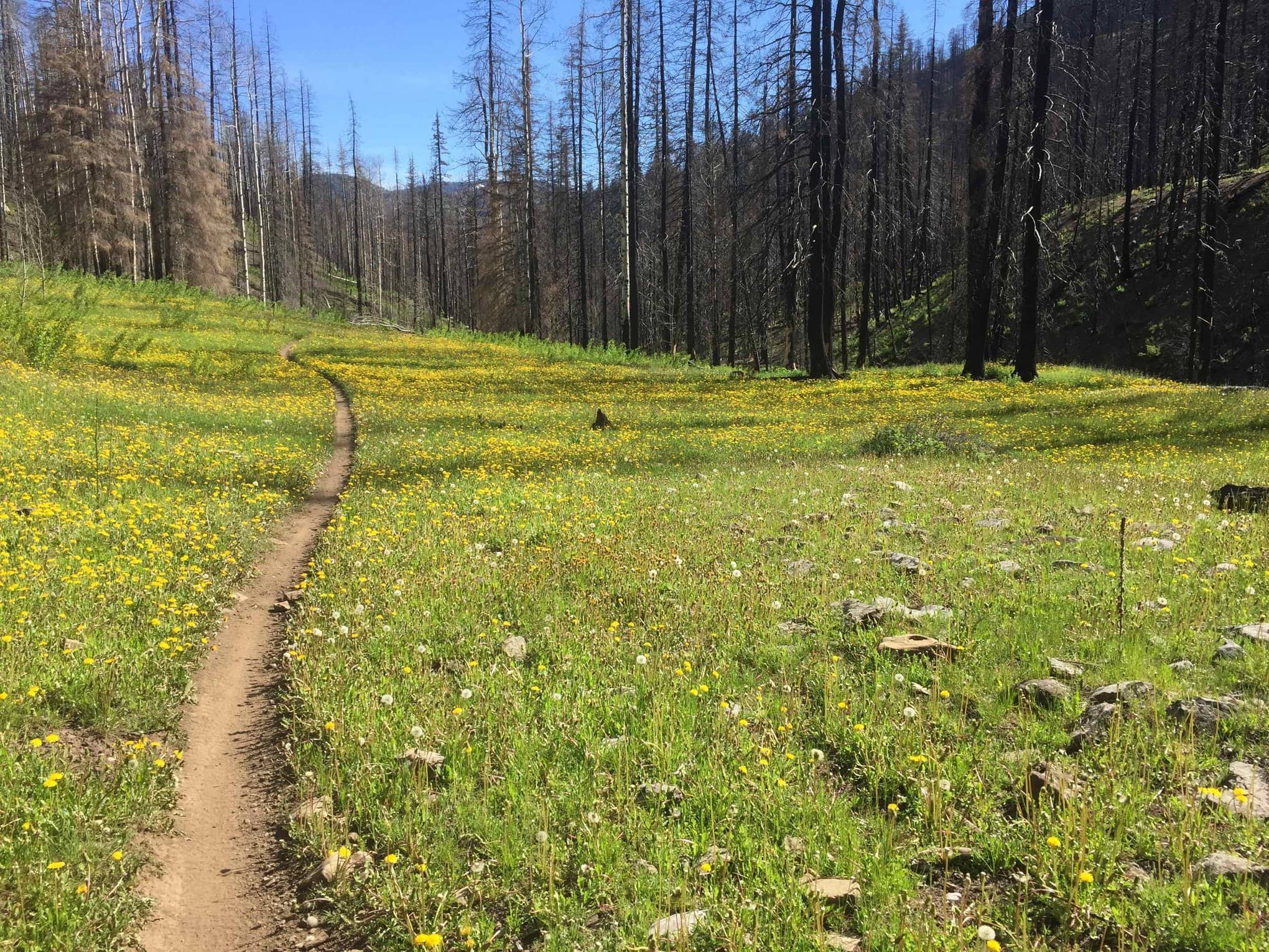 Dutch Creek Trail