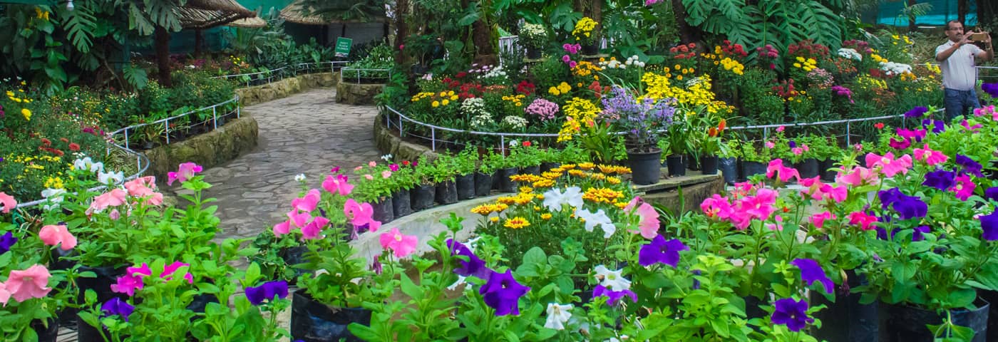 Seasonal Blooms
