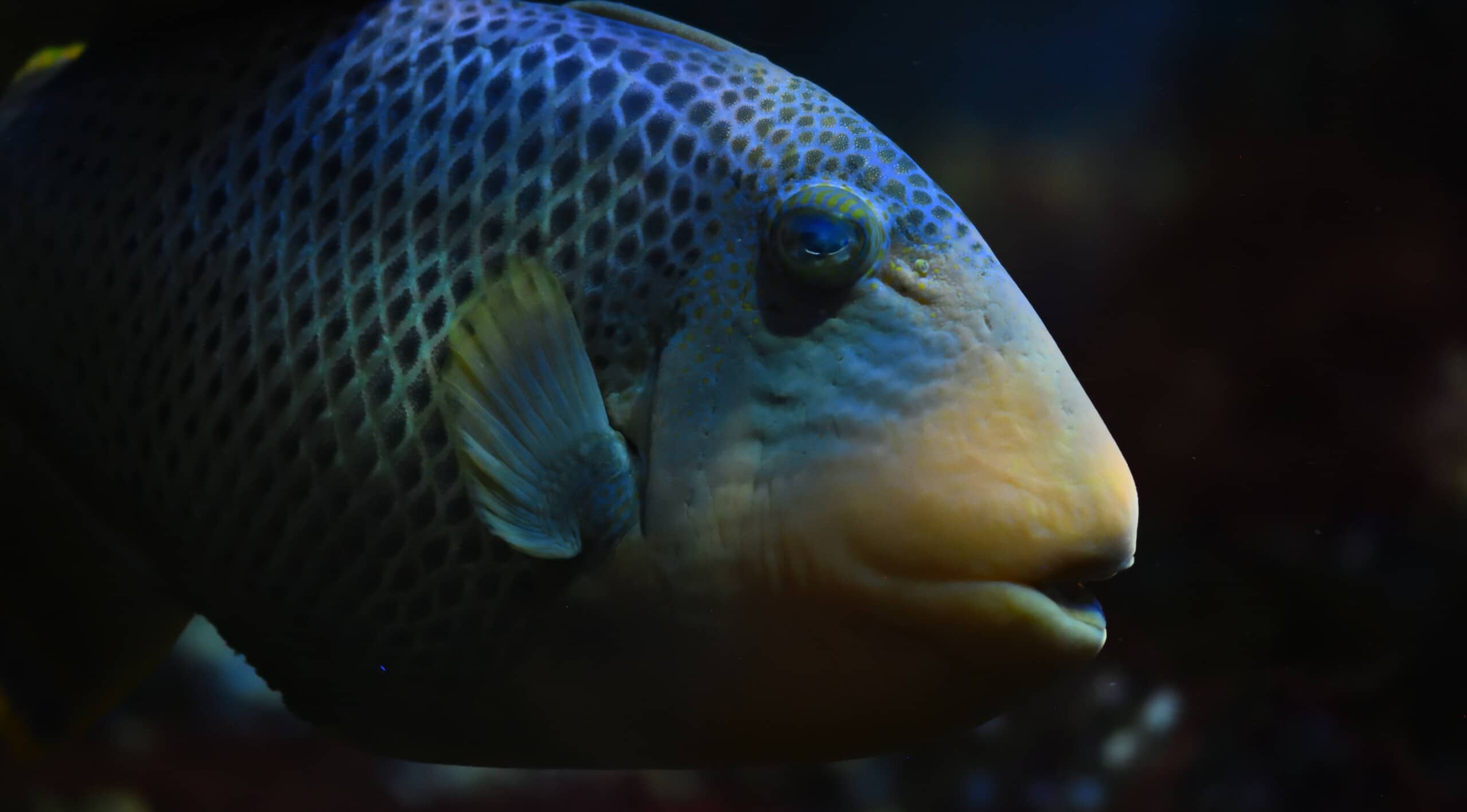 Diverse Aquatic Life