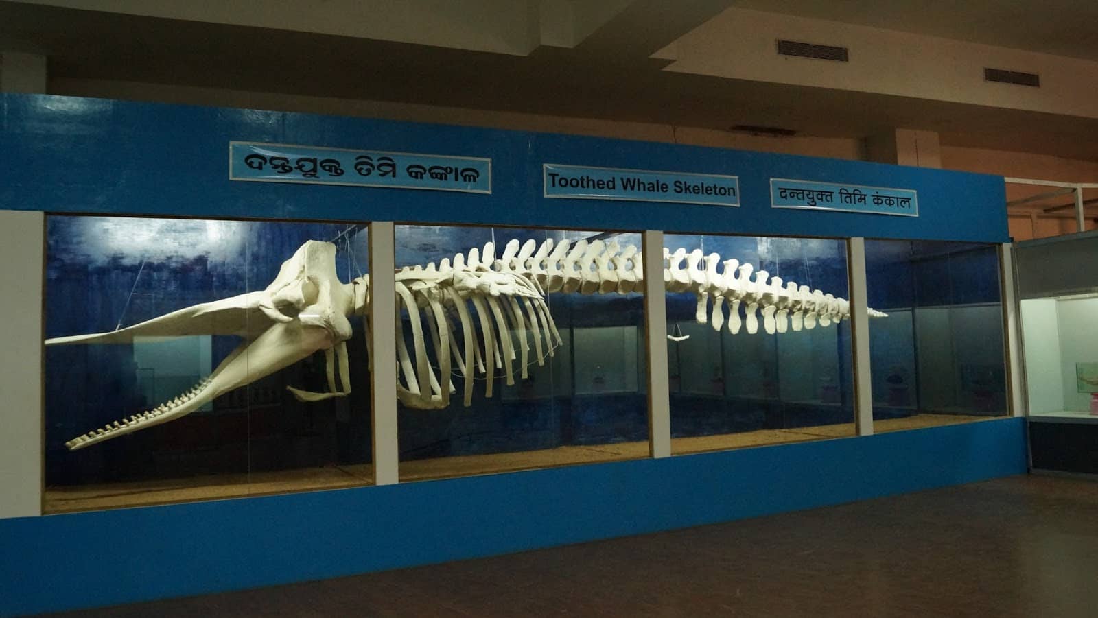 Bryde's Whale Skeleton