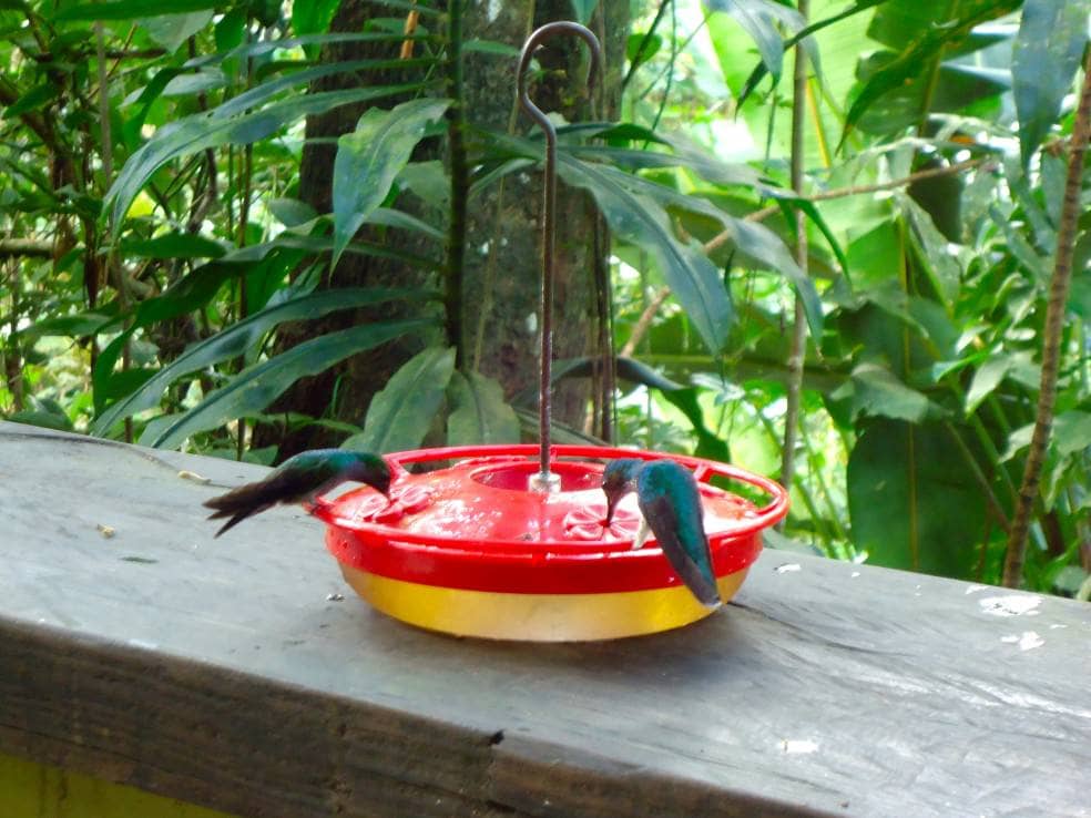 Hummingbird Feeding Station