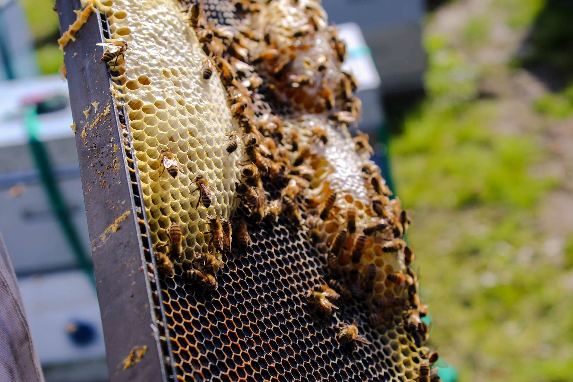 Beekeeping Experience