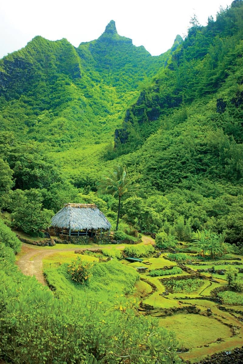 Native Hawaiian Plants