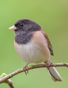 Native Birdlife