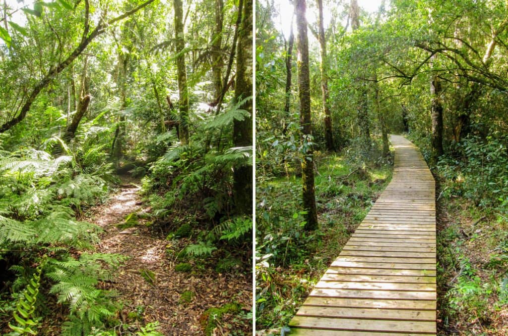 White Elephant Trail
