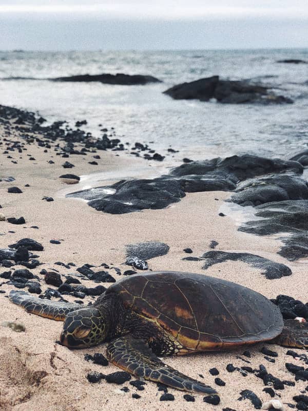 Sea Turtle Encounters