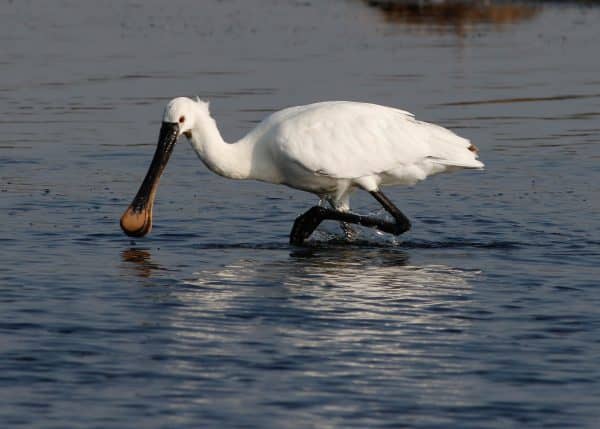 Birdwatching Hotspot