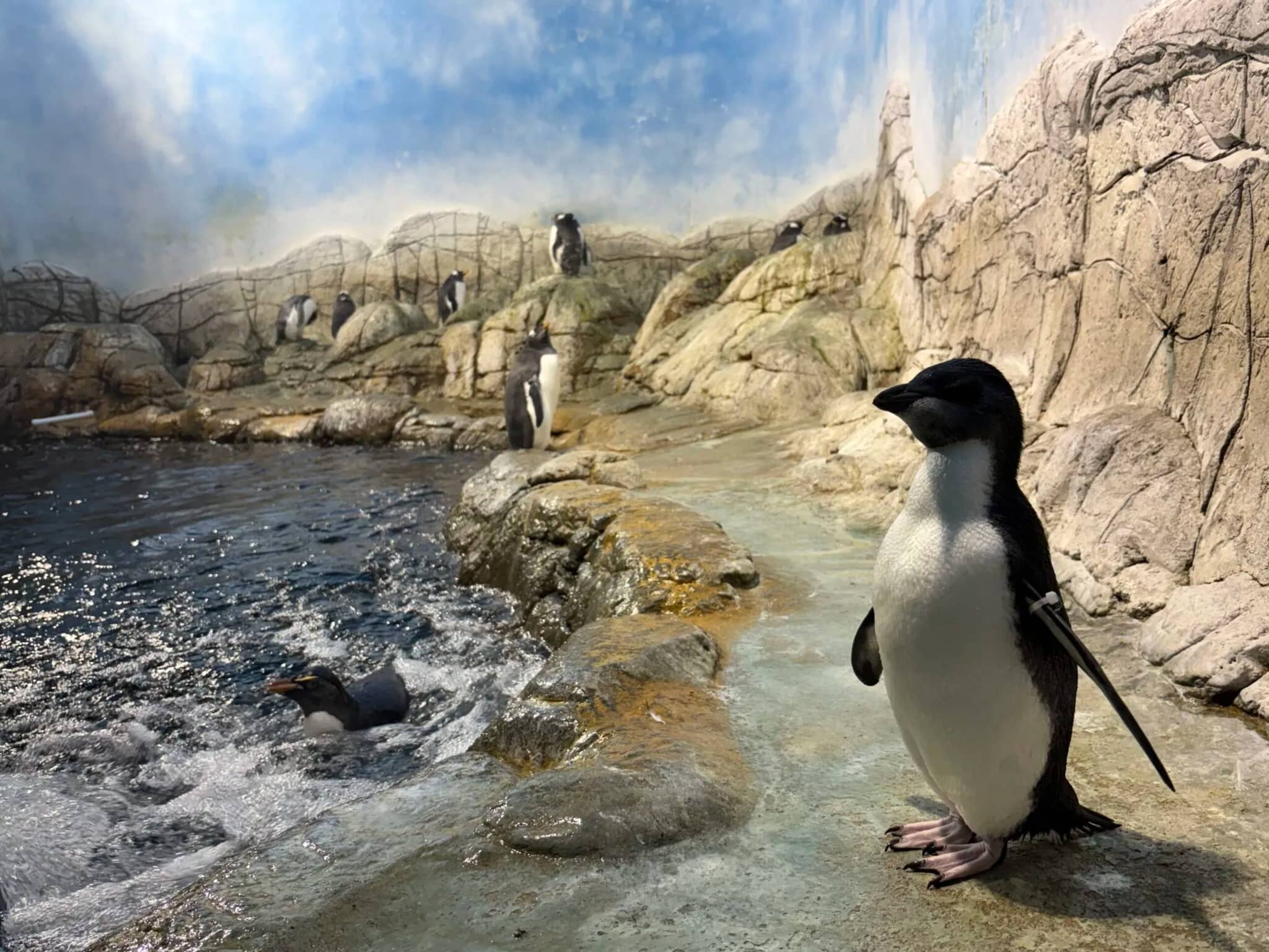 Penguin Exhibit