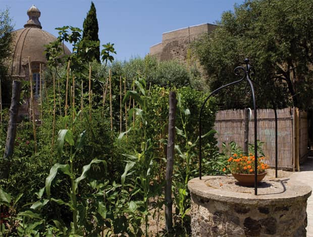 The Olive Tree Garden