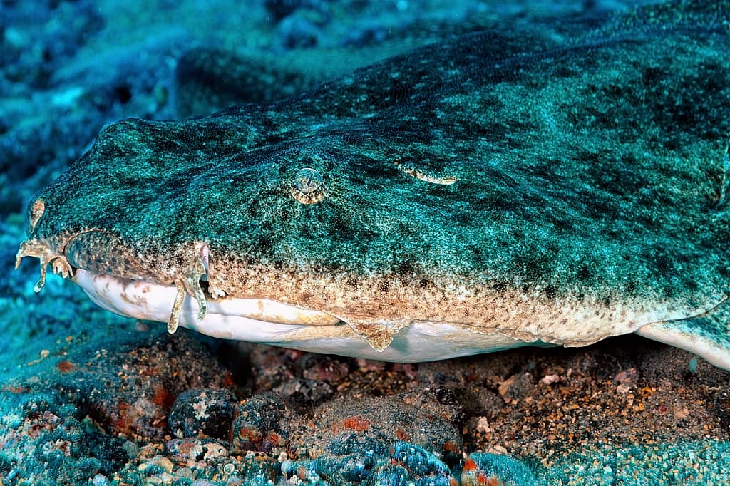Angel Shark Sightings