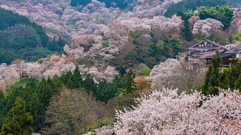 Panoramic Sakura Valley Views