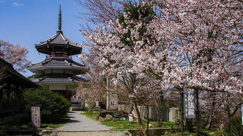 Cherry Blossoms