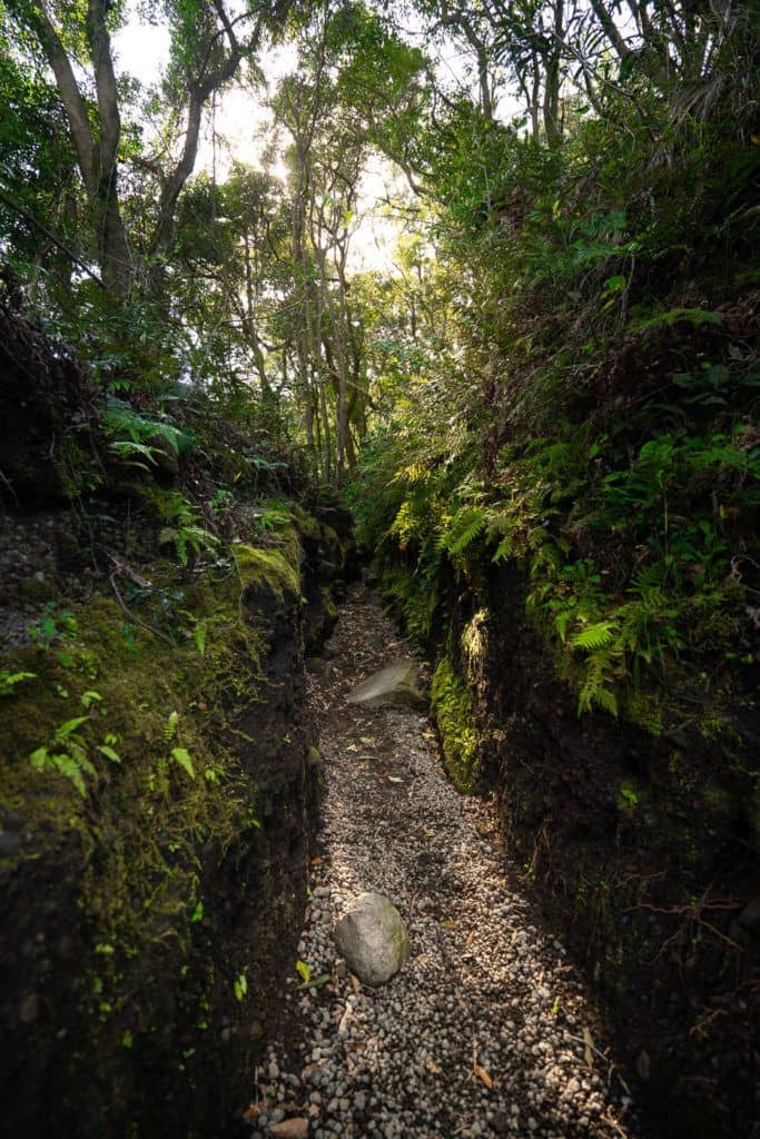 Forest Trail