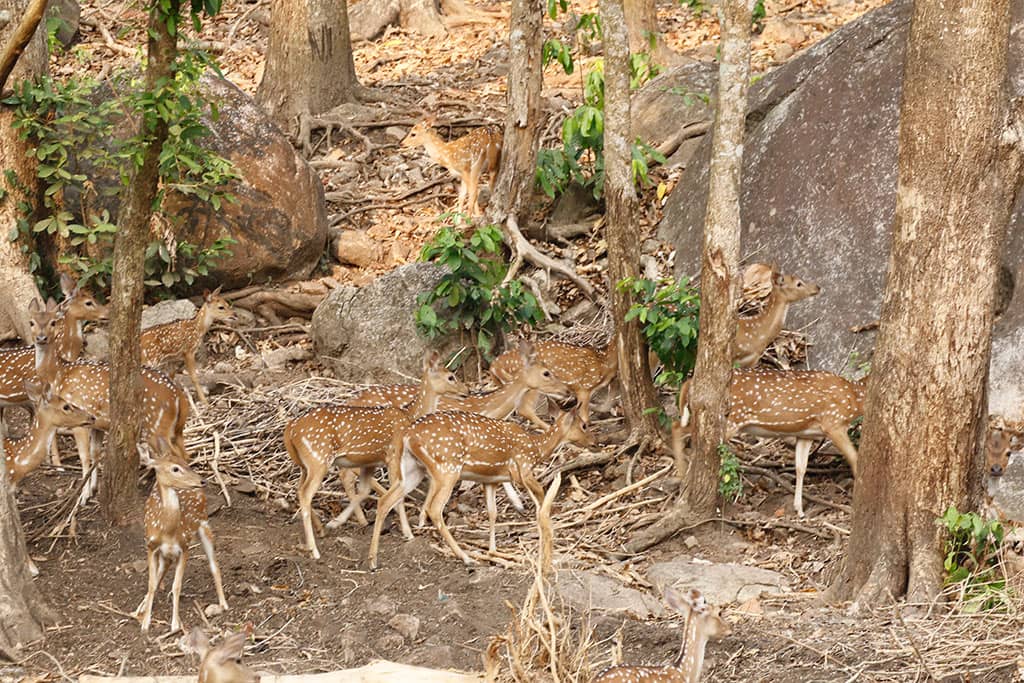 Cheenganni Deer Park