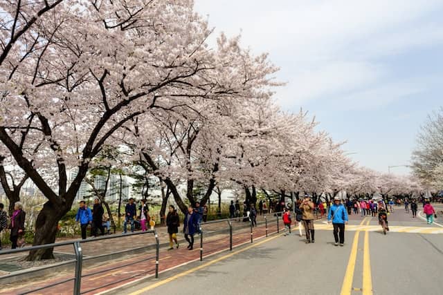 Cherry Blossom Spectacle