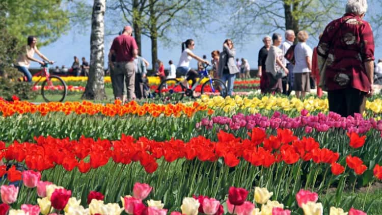 Spring Tulip Displays