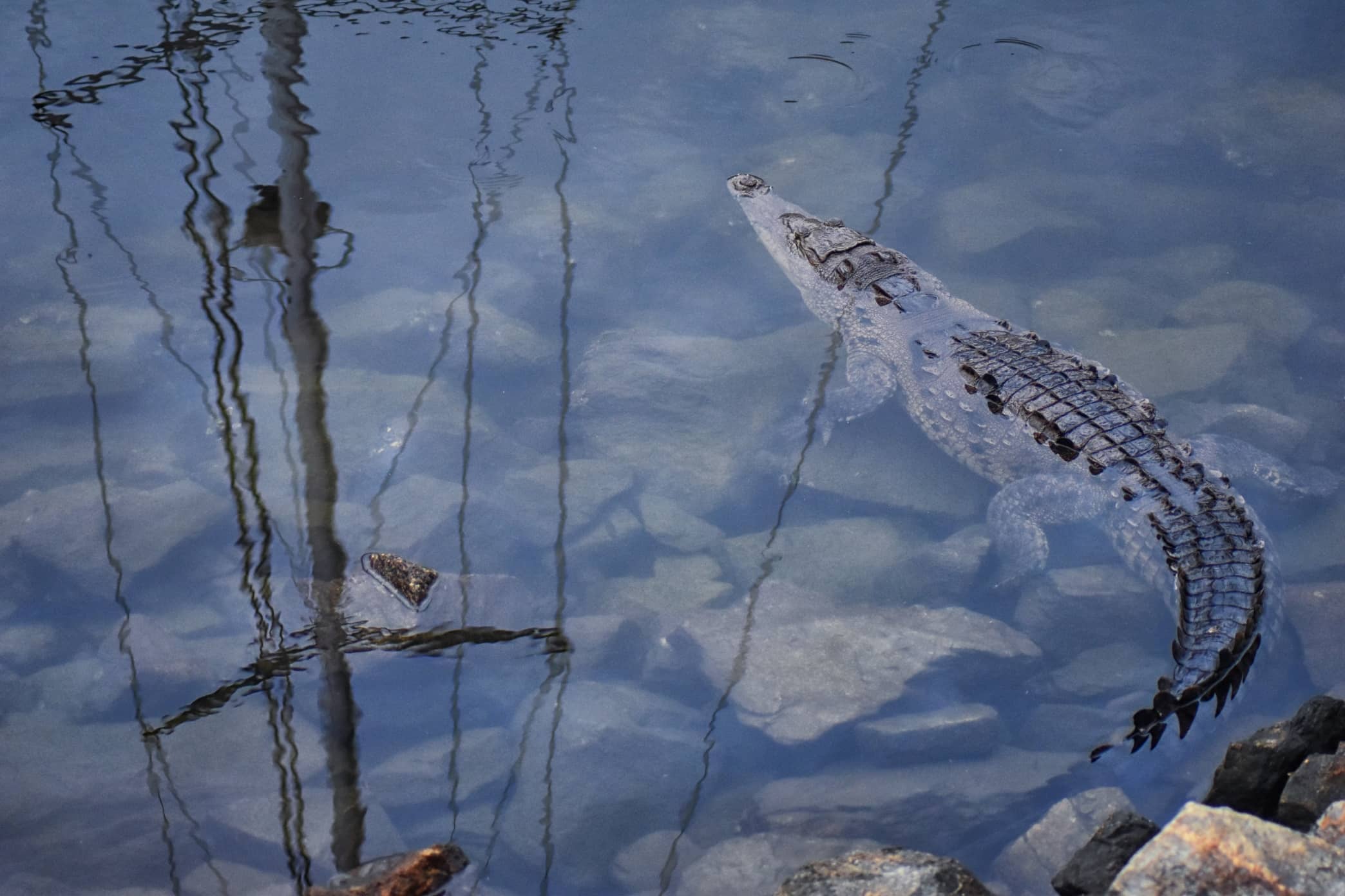 Wildlife Spotting