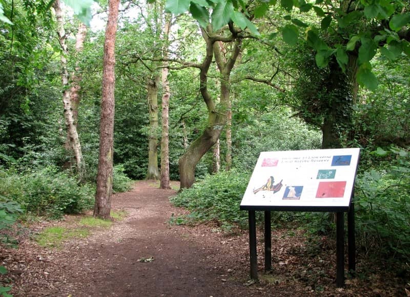 Dog-Friendly Exploration