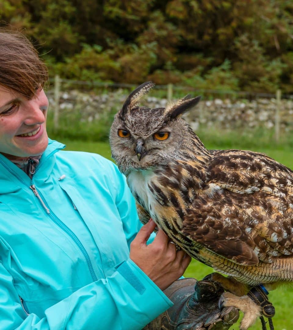 Meet the Owls