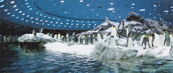 Planet Penguin