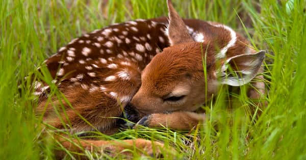 Wildlife Encounters