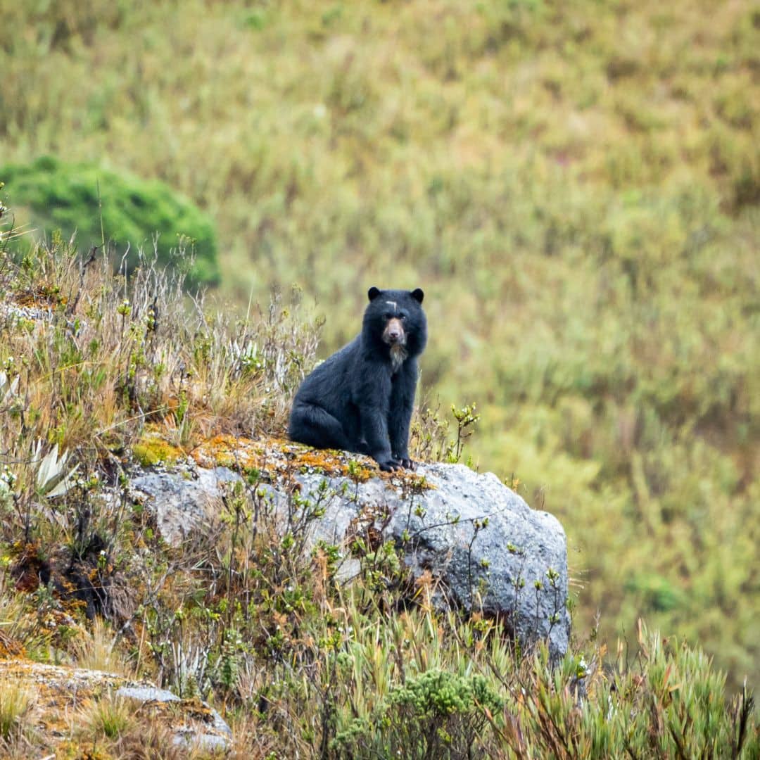 Spectacled Bear Sightings