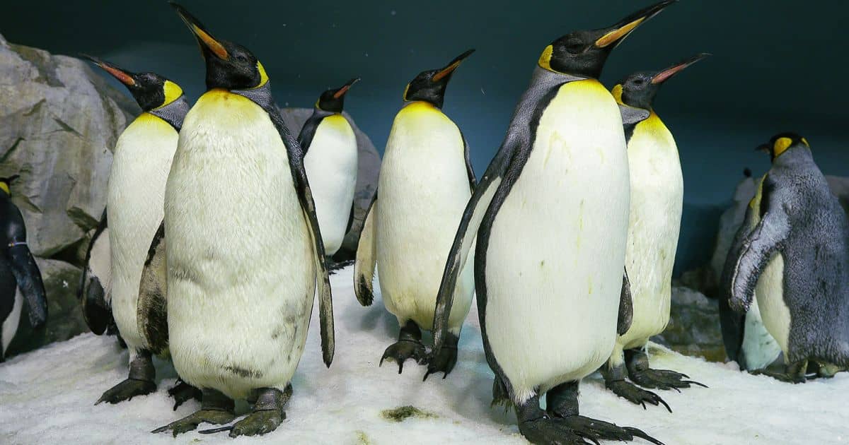 Penguin Habitat