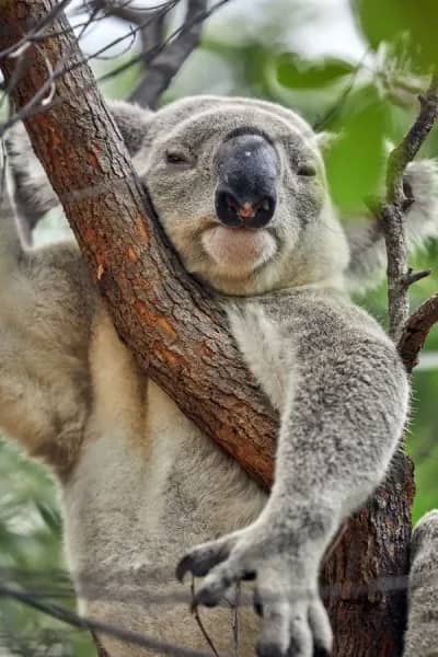 Koala Spotting