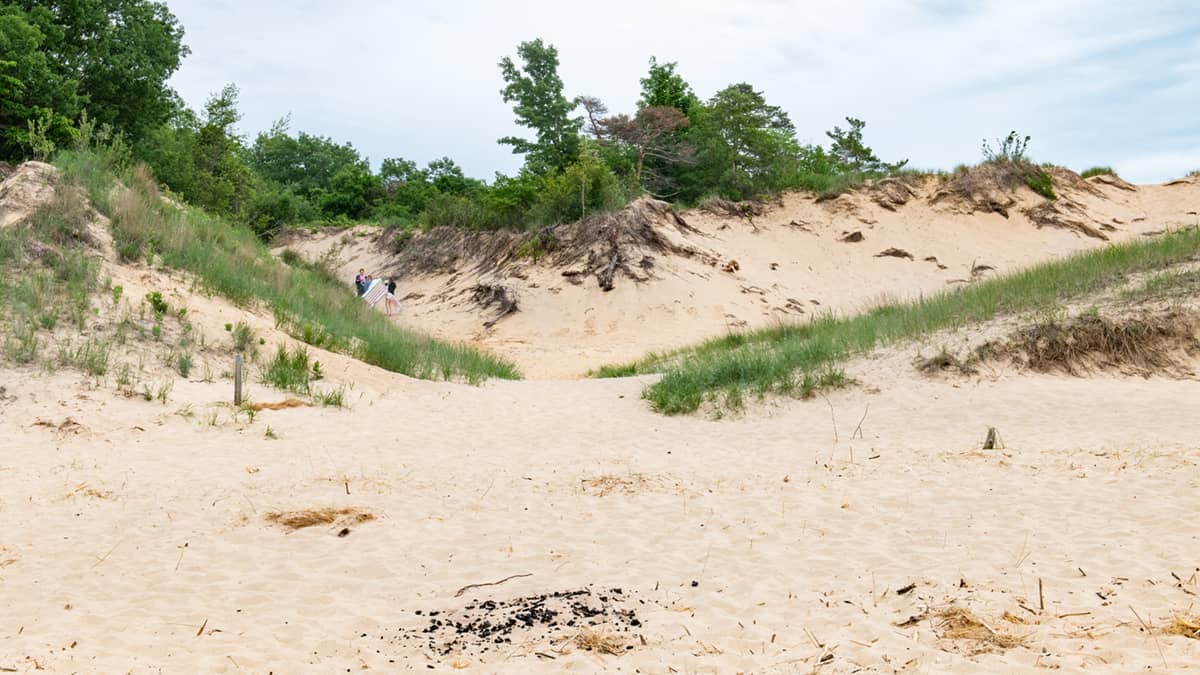 Coastal Dunes