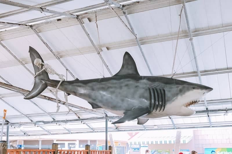 Shark Feeding