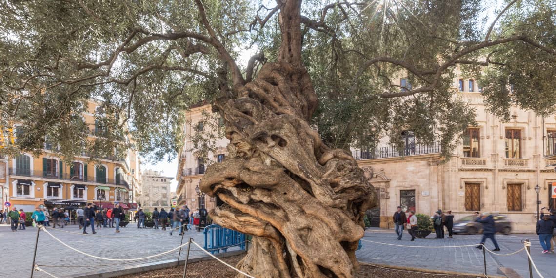 Ancient Olive Tree