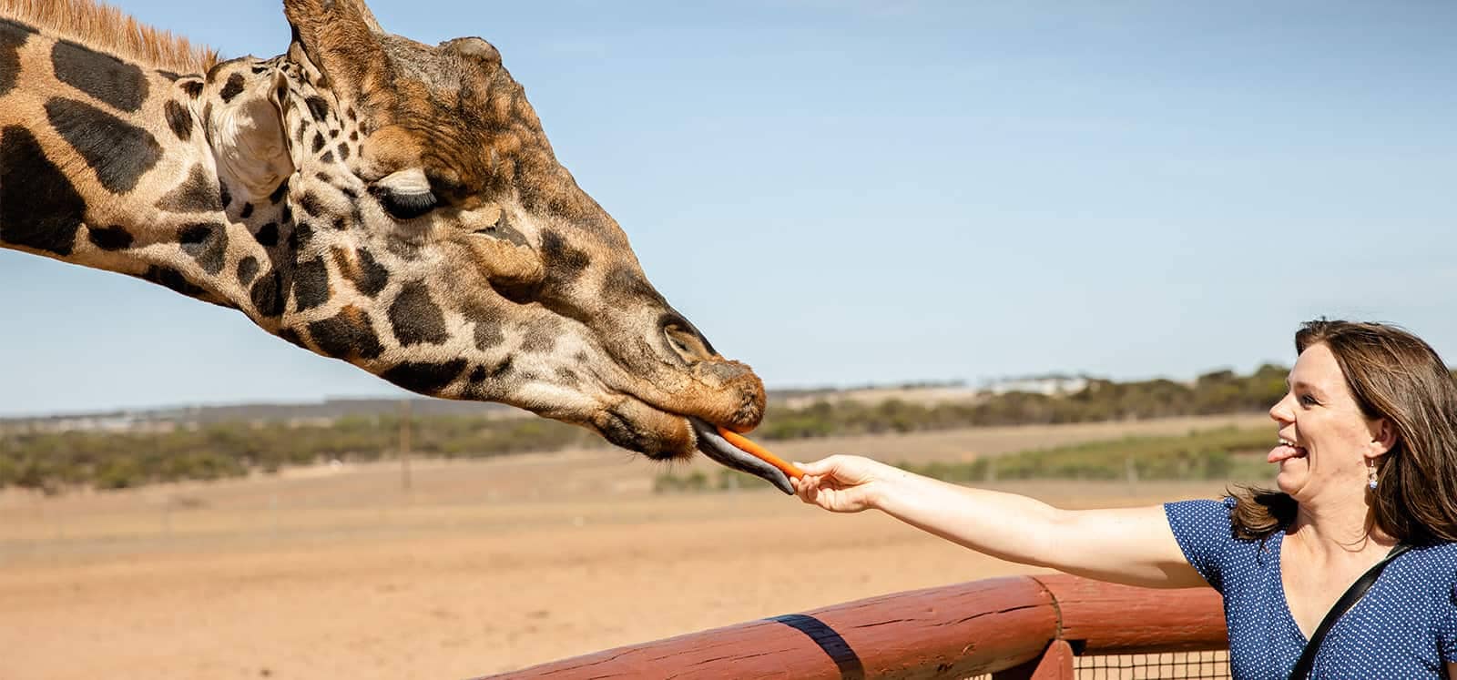 Giraffe Feeding
