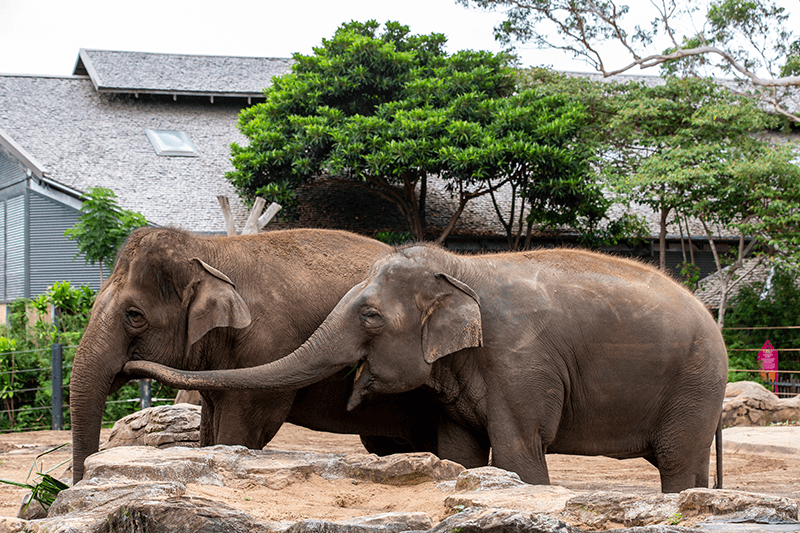 New Elephant Herd