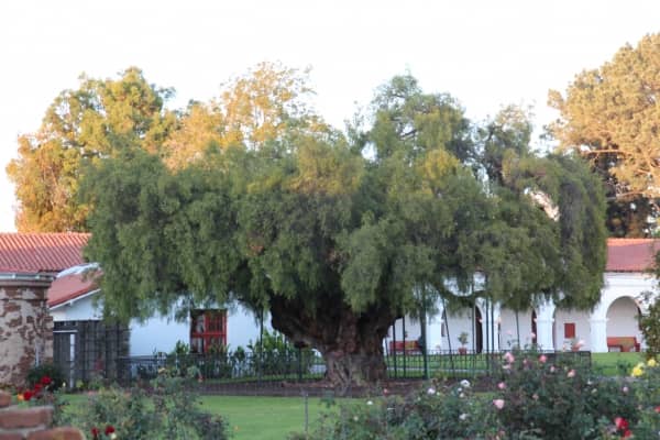 Ancient Peruvian Pepper Tree