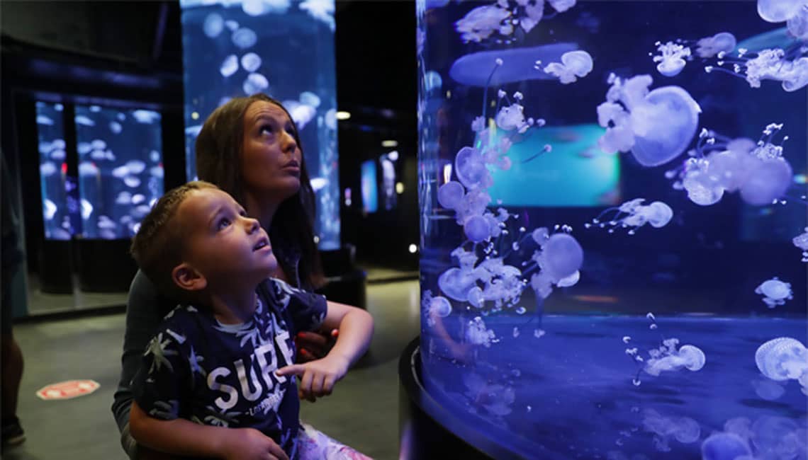 Jellyfish Displays