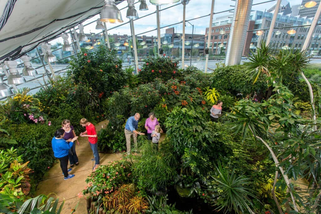 Butterfly Garden